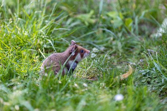 Ein scheues Haster Jungtier sitzt seitlich in der Wiese