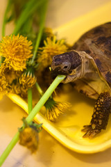 turtle on green grass