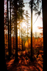 Sunset in autumn forest. Golden Polish autumn.