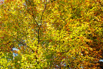 Fototapeta premium Autumn leaves background. Colorful pattern. Golden Polish autumn.