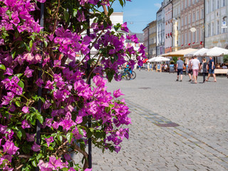 Max-Josefs-Platz in Rosenheim im Frühling