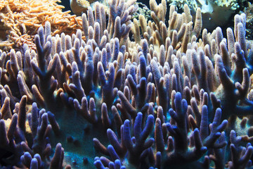 Fototapeta na wymiar natural coral aquarium background