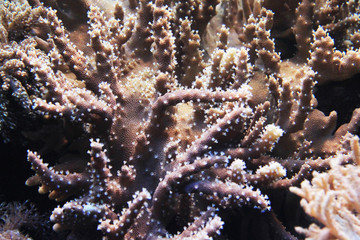 Naklejka na ściany i meble natural coral aquarium background