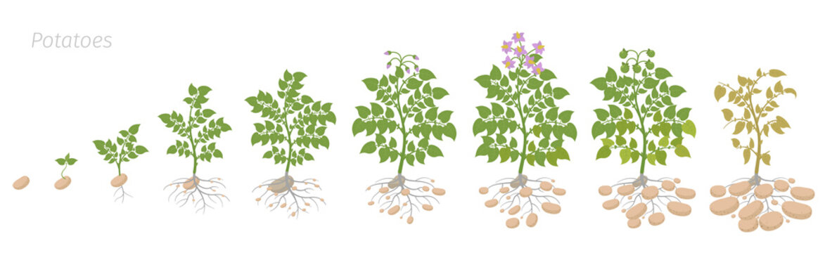 Crop stages of potatoes plant. Growing spud plants. The life cycle. Harvest potato growth animation progression. Solanum tuberosum.