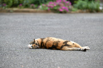 寝転ぶ猫