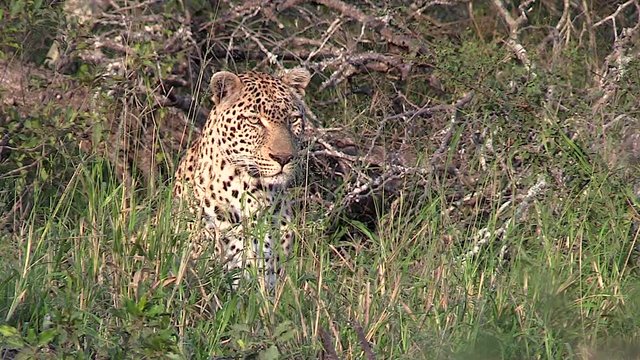 Close up of a leopard waiting close to a warthog burrow. Greater Kruger South Africa. Flat plane