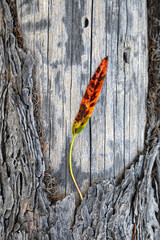 Beautiful and delicate colorful autumn leaf on wooden background of fallen pine tree trunk with detail structure, scenic and elegant fall landscape, vertical closeup top view