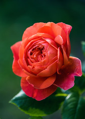 Beautiful red, apricot English Rose in summer garden setting surrounded by green leaves. selective soft focus.