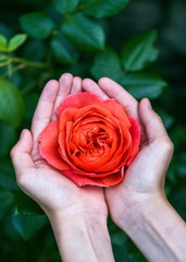 Girl's hands holding red, apricot english rose in summer garden. Selective focus. Gardening concept.