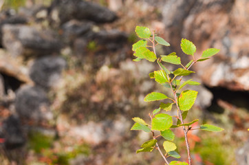 Autumn leaf on a birch branch on stone background