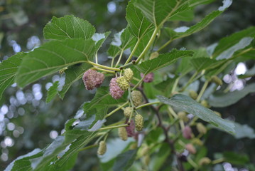 The fruits of ripe mulberry on a tree branch with green bright leaves, very healthy fruit.