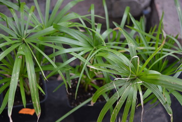 Bright and colorful seedlings of cyperus, cyperaceae with beautiful green leaves and a long bearing trunk.