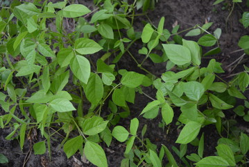 Leaves and mung saplings, healthy for mung beans. Green bright juicy background of young leaves and their further growth.