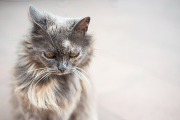 Adorable grey cat with yellow eyes