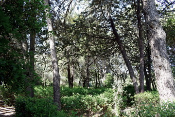 forest