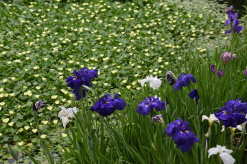 Japanese iris around water lily pond.