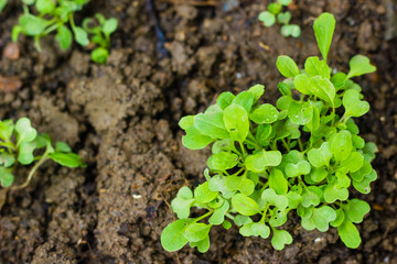 Obraz premium Chinese cabbage. vegetable garden cultivation and separate the early growth.