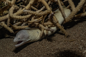 Moray eel Mooray lycodontis undulatus in the Red Sea, eilat israel
