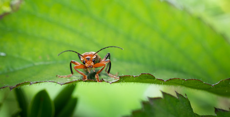 Beetle on a green leaf looking at the camera