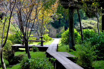 Trail of fresh green