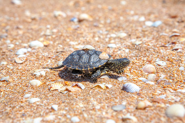 turtle and shells on the sandy beach 
