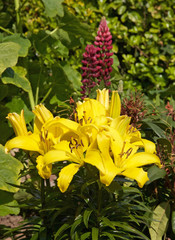 yellow flowers in the garden