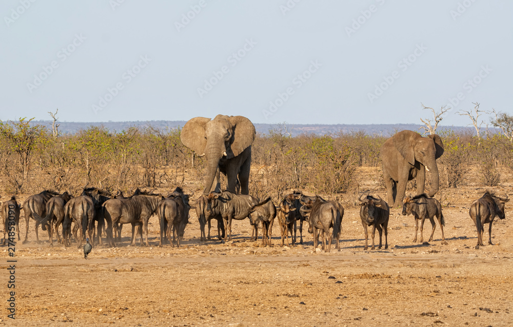 Poster Busy Watering Hole