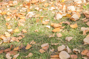 Autumn background, leaves on the ground.