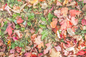 Autumn leaves on the ground.