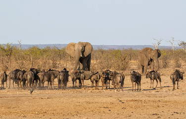 Busy Watering Hole