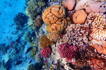 Gordijnen koraalrif in egypte © jonnysek