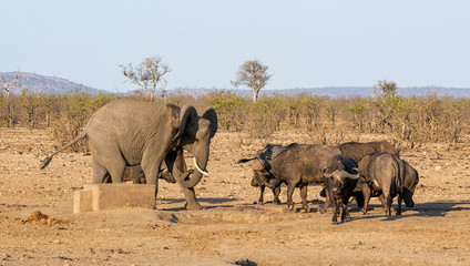 Busy Watering Hole