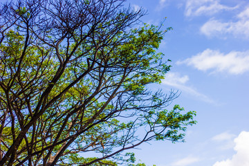 Obraz premium green branches of spring forest trees extend to the blue sky in sunny spring day
