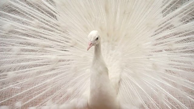Beautiful white peacock spread their feathers, spinning on the spot