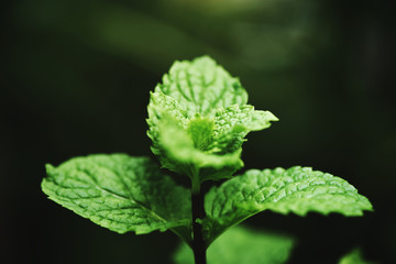 peppermint leaf in the garden dark background - Fresh mint leaves in a nature green herbs or vegetables