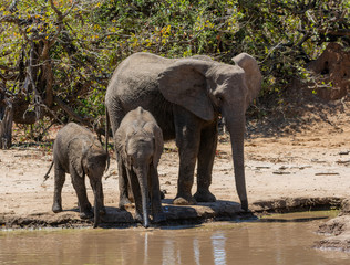 Fototapeta premium Elephants At A Watering Hole
