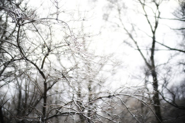branches covered with snow / background winter trees and bushes without leaves, snowfall, concept of cold weather, frosty climate background
