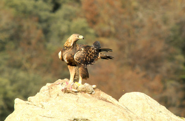 An adult royal eagle in its habitat with a prey