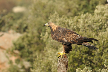 An adult royal eagle in its habitat with a prey