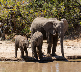 Fototapeta na wymiar Elephants At A Watering Hole