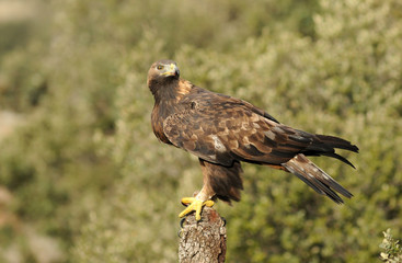 An adult royal eagle in its habitat with a prey