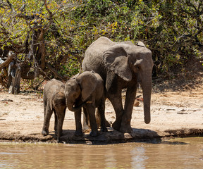 Elephants At A Watering Hole