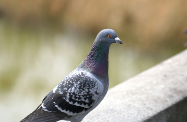 ハト　鳩　伝書バト　ドバト　キジバト　鳥　野鳥