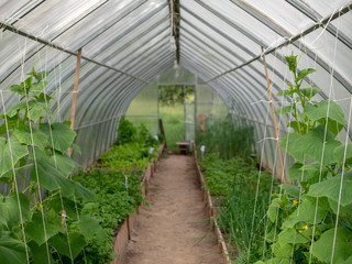Growing vegetables in the greenhouse. Organic food