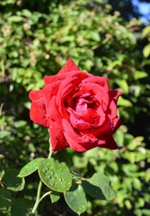 red rose in garden