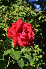 red rose in garden
