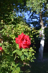 bouquet of red roses in the garden