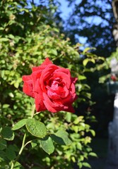 red rose in the garden