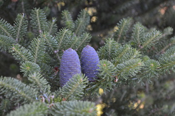 pine branch with cones