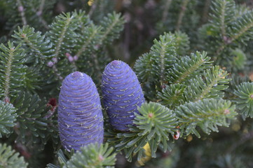 pine cones on a tree